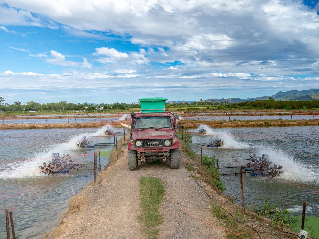 Barramundi Fish Farm