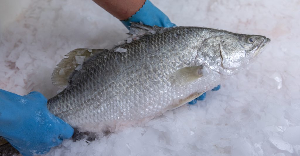 Barramundi on Ice