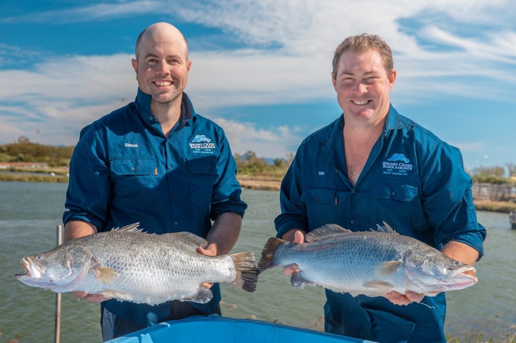 Spring Creek Barramundi